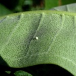 monarch butterfly eggs photo , 6 Monarch Butterfly Eggs Photos In Butterfly Category