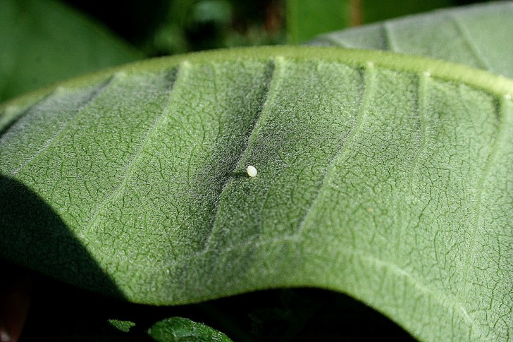 Butterfly , 6 Monarch Butterfly Eggs Photos : Monarch Butterfly Eggs Photo