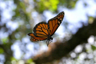 Monarch Butterfly Flight , 6 Photos Of Monarch Butterfly Flying In Butterfly Category