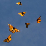 monarch butterfly flying , 6 Photos Of Monarch Butterfly Flying In Butterfly Category