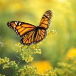monarch butterfly flying speed , 6 Photos Of Monarch Butterfly Flying In Butterfly Category