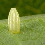 monarch butterfly life cycle , 6 Monarch Butterfly Eggs Photos In Butterfly Category