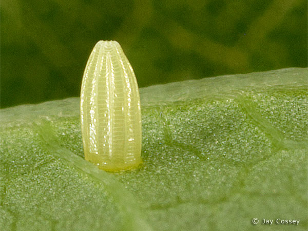 Butterfly , 6 Monarch Butterfly Eggs Photos : Monarch Butterfly Life Cycle