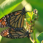 monarch butterfly mating habits , 9 Monarch Butterfly Mating Photos In Butterfly Category