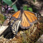monarch butterfly mating process , 9 Monarch Butterfly Mating Photos In Butterfly Category