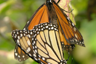 Monarch Butterfly Mating Rituals , 9 Monarch Butterfly Mating Photos In Butterfly Category
