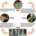 monarch butterfly metamorphosis , 4 Life Cycle Of A Monarch Butterfly In Butterfly Category