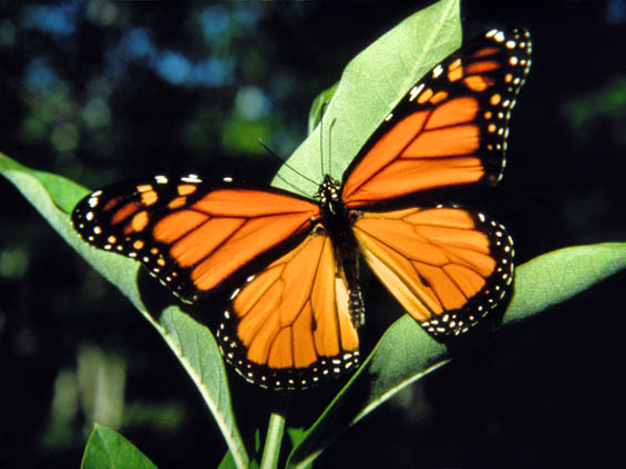 Butterfly , 6 Monarch Butterflies : Monarch Butterfly Pics