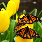 monarch butterfly picture , 6 Monarch Butterflies In Butterfly Category