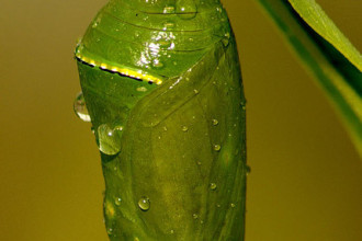 Monarch Butterfly Pupa Facts , 7 Monarch Butterfly Pupa Photos In Butterfly Category