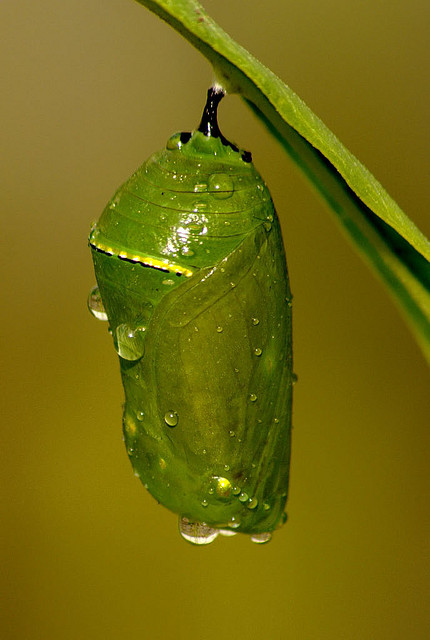Butterfly , 7 Monarch Butterfly Pupa Photos : Monarch Butterfly Pupa Facts