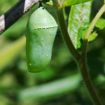 monarch butterfly pupation time , 7 Monarch Butterfly Pupa Photos In Butterfly Category