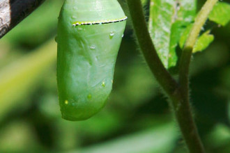 Monarch Butterfly Pupation Time , 7 Monarch Butterfly Pupa Photos In Butterfly Category