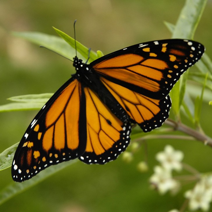 Butterfly , 6 Monarch Butterflies : Monarch Butterflys