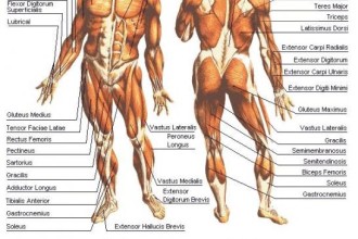 Muscle Anatomy The Human Body , 4 Human Body Muscles Labeled In Muscles Category
