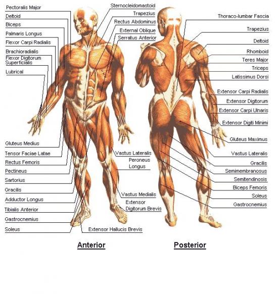 Muscle Anatomy The Human Body Biological Science Picture