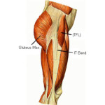 muscles lateral side thigh , 7 Pictures Muscles Back Of Thigh In Muscles Category