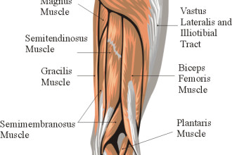 Muscles On Back Of Thighs Name , 7 Pictures Muscles Back Of Thigh In Muscles Category