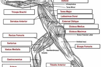 Human Body Muscles Labeled