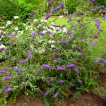 nanho blue butterfly bush pic 2 , 4 Nanho Blue Butterfly Bush Pictures In Plants Category