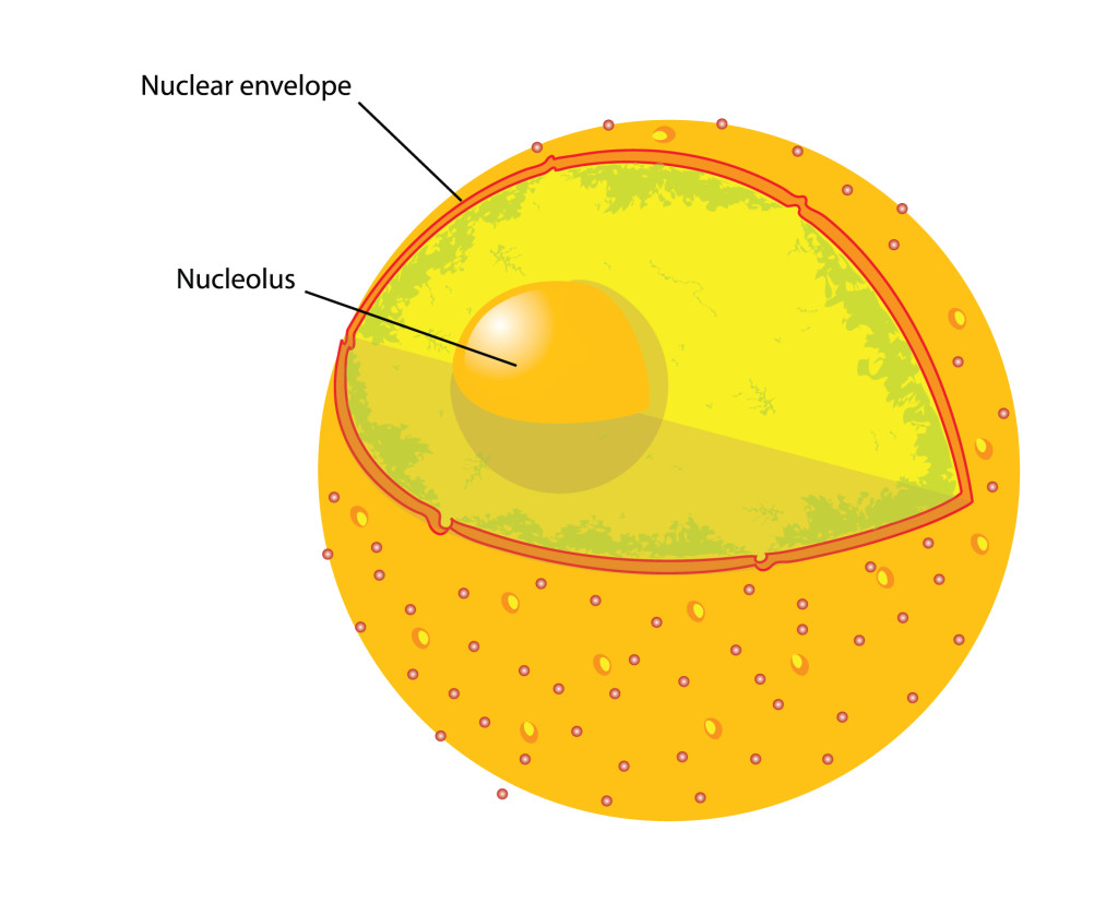 describe-structure-and-function-of-nucleus-with-diagram-brainly-in