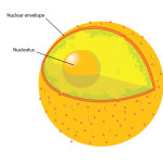 nucleus of animal cell , 5 Animal Cell Nucleus Pictures In Cell Category