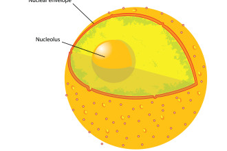 Nucleus Of Animal Cell , 5 Animal Cell Nucleus Pictures In Cell Category