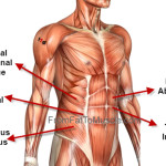 oblique abdominals function , 4 Abdominal Muscle Anatomy Diagram In Muscles Category