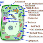 organelles of the plant cell pic 4 , 5 Pictures Of Plant Cell Organelles In Cell Category