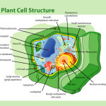 organelles of the plant cell pic 5 , 5 Pictures Of Plant Cell Organelles In Cell Category
