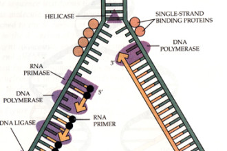 Outline Of Dna Replication , 5 Outline Of Dna Replication In Cell Category