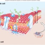 outside cell membrane , 5 Pictures Of Animal Cell Membrane In Cell Category