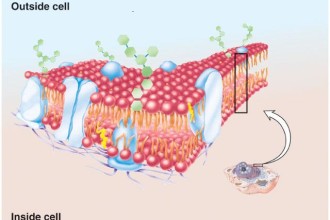 Outside Cell Membrane , 5 Pictures Of Animal Cell Membrane In Cell Category