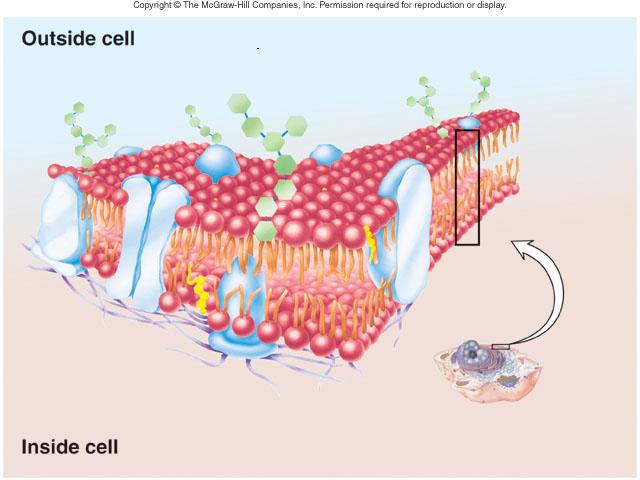 Cell , 5 Pictures Of Animal Cell Membrane : Outside Cell Membrane