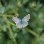palos verdes blue butterfly habitat , 5 Palos Verdes Blue Butterfly Species In Butterfly Category