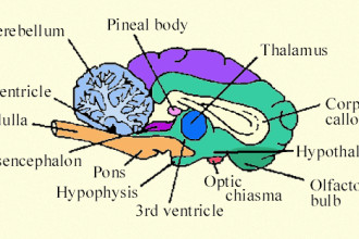 Part Of Brain That Contains Thalamus , 4 Part Of Brain That Contains Thalamus In Brain Category