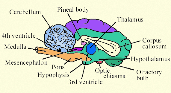 part of brain that contains thalamus : Biological Science Picture ...