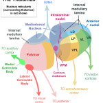 parts of the brain thalamus , 4 Part Of Brain That Contains Thalamus In Brain Category