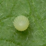phase egg on monarch butterflies , 6 Monarch Butterfly Eggs Photos In Butterfly Category