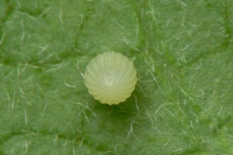 Phase Egg On Monarch Butterflies , 6 Monarch Butterfly Eggs Photos In Butterfly Category