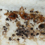 pictures of bed bug bites , 6 Bed Bug Mattress In Bug Category