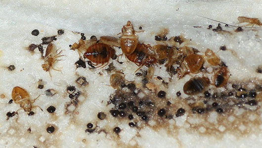 Bug , 6 Bed Bug Mattress : Pictures Of Bed Bug Bites