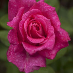 pink modern hybrid tea rose , 7 Modern Hybrid Tea Roses Photos In Plants Category