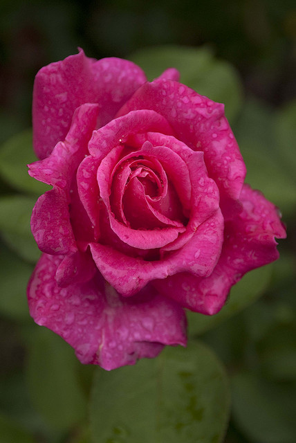 pink modern hybrid tea rose