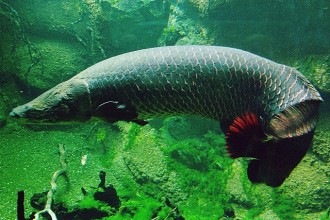 Pirarucu In The Amazon River , 6 Amazon River Fish In pisces Category