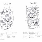 plant and animal cells diagram quiz , 6 Animal And Plant Cell Quiz In Cell Category