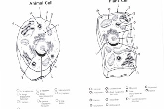 Plant And Animal Cells Diagram Quiz , 6 Animal And Plant Cell Quiz In Cell Category