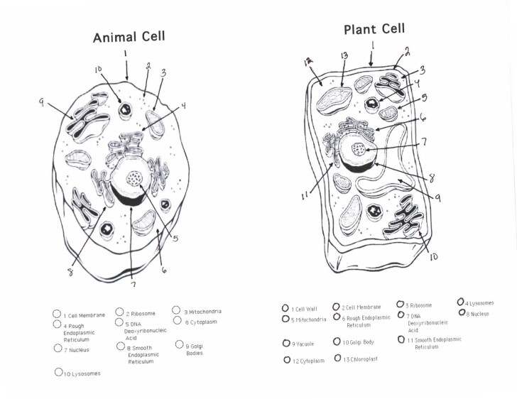 Plant And Animal Cells Diagram Quiz Biological Science Picture Directory Pulpbits Net