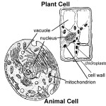 labeling plant and animal cells worksheet , Plant And Animal Cell Pictures With Labels In Cell Category
