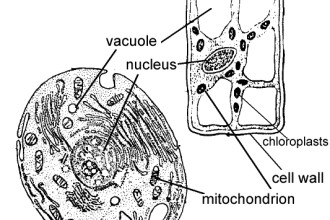 labeling plant and animal cells worksheet in Isopoda